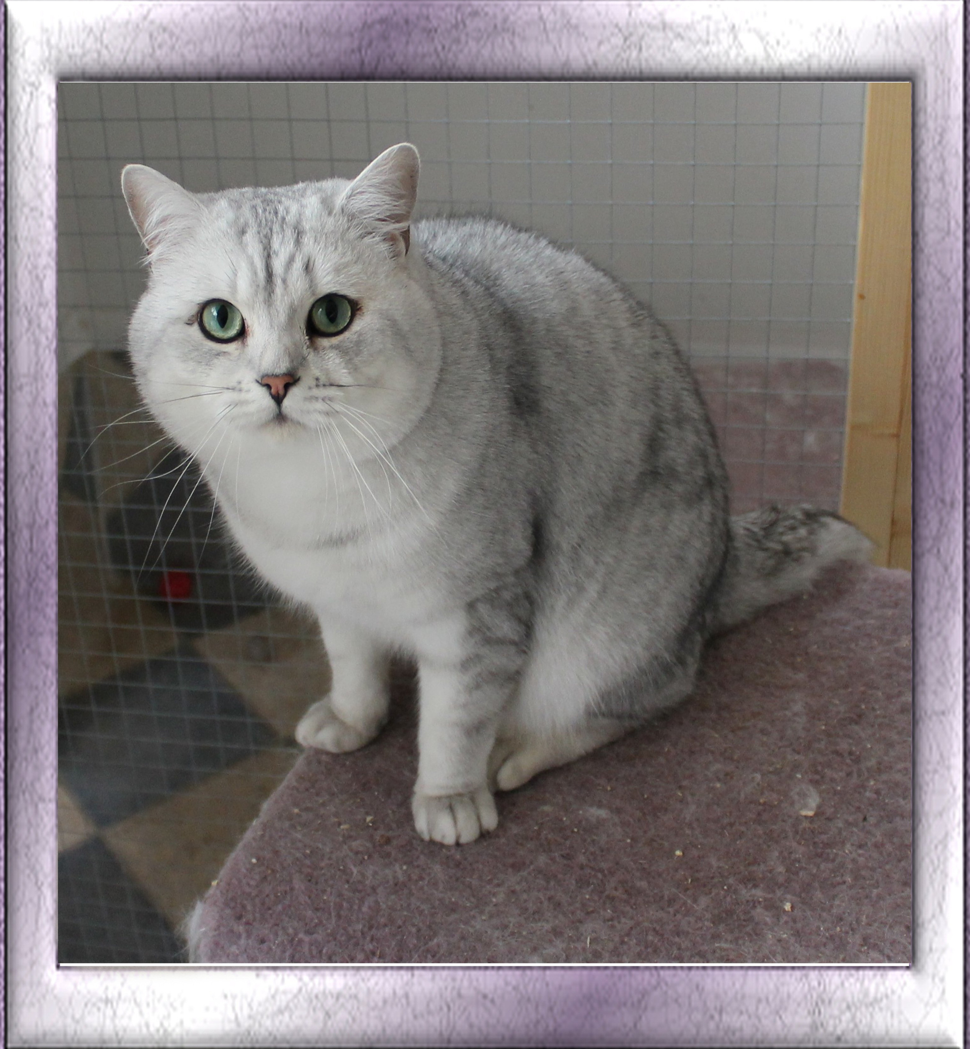 British sales shorthair tipped